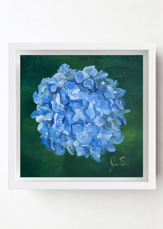 Blue Hydrangea '26